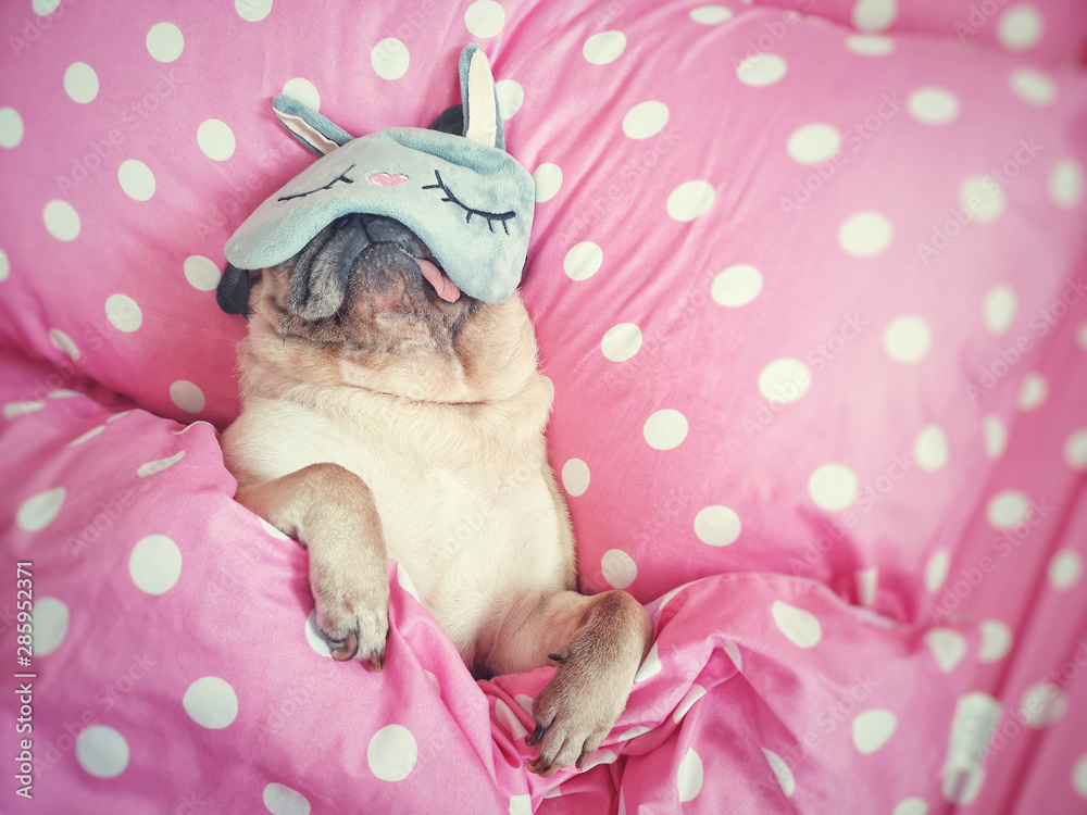 Cute pug dog sleep rest with funny mask in the bed, wrap with blanket and tongue sticking out in the lazy time. - obrazy, fototapety, plakaty 
