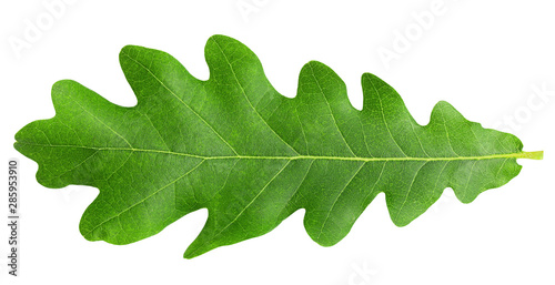 Fotomural oak leaf, isolated on white background, clipping path, full depth of field