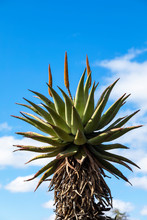 Aloe Flowers Against The Blue Sky