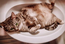 The Fat Cat Is In The Sink. Pet In The Bathroom. Cat In A White Sink.