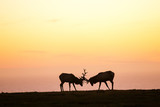 Fototapeta Konie - silhouette of deer on beautiful sky background