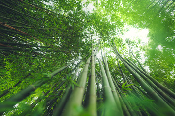 Poster - Bamboo The bamboo pathway is a tunnel