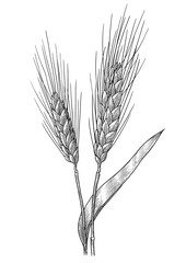 Wall Mural - Wheat illustration, drawing, engraving, ink, line art, vector