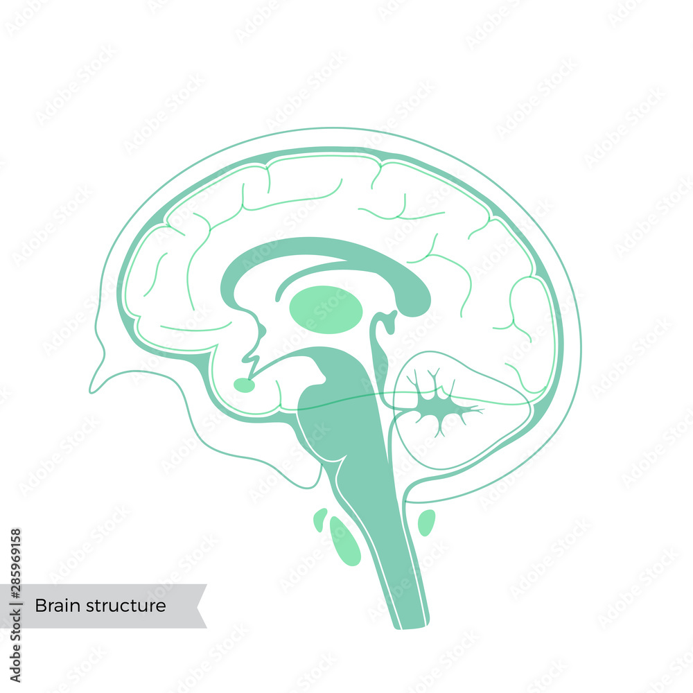 Vector illustration of human brain anatomy Stock Vector | Adobe Stock