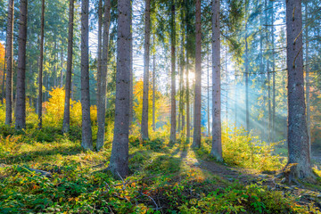 Wall Mural - gentle morning scene in the forest with sun rays and long shadows