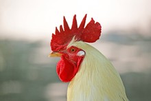 Close Up Of A Rooster With Red Comb And White Feathers