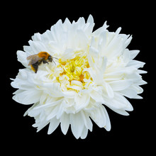 White Aster With Bee Top View. Closeup. Isolated On Black.