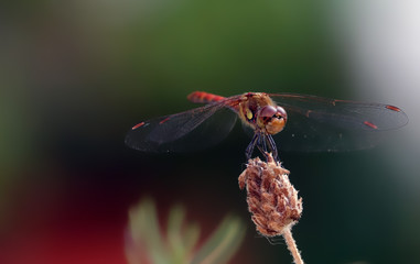 Drogonfly in Nature CloseUp