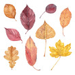 Set of fall leaves of burr oak, alder buckthorn, elm, smoke tree, beech, hornbeam, flowering dogwood and aspen. Watercolor illustration.