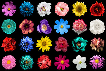 Wall Mural - Mega pack of natural and surreal blue, orange, red, turquoise, yellow, white and pink flowers isolated on black. High quality detailed photo