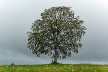 Sticker - Arbre sur une colline dans le Jura