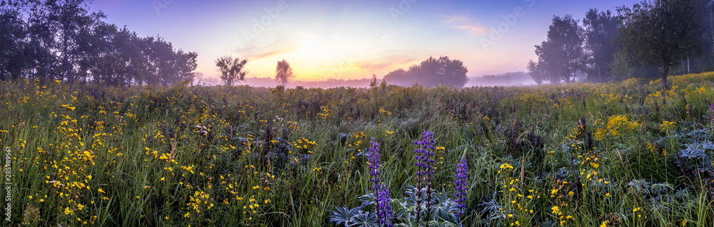 Twilight on a field covered with flowers in summer morning with fog. - obrazy, fototapety, plakaty 