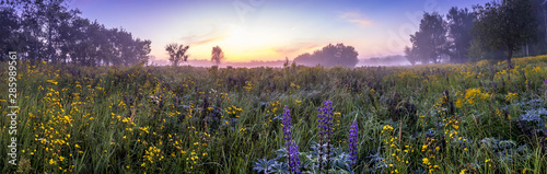 Fotomural Twilight on a field covered with flowers in summer morning with fog