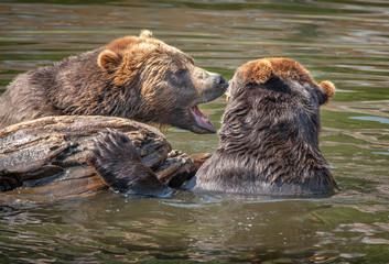 brown bears playing