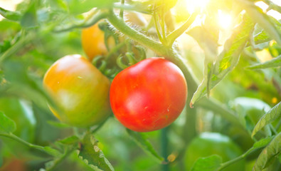 Tomato. Fresh and ripe organic Cherry tomatoes growing in a garden. Tomato hanging on a branch. Agriculture