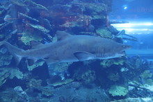 Requin Taureau, Aquarium De Dubaï, Émirats Arabes Unis	