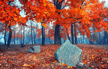 Wall Mural - Beautiful autumn landscape. Beautiful autumn tree. Red maple in the blue fog. Misty autumn morning. Red maple trees and a large boulder in the forest