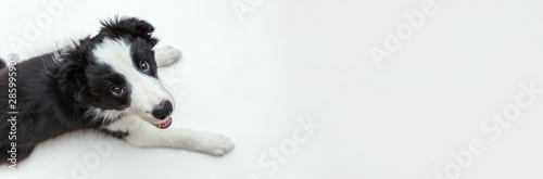Funny studio portrait of cute smilling puppy dog border collie isolated on white background Wallpaper Mural