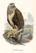 Rapacious bird standing on a rock after having captured a rabbit. Old detailed and colorful illustration of Rough-legged Buzzard (Buteo lagopus). By John Gould publ. In London 1862 - 1873