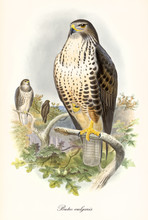 Eagle On Top Of A Tree. It Stands On A Branch With One Foot. Old Colorful Illustration Of Common Buzzard (Buteo Buteo). By John Gould Publ. In London 1862 - 1873 
