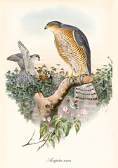 Wall Mural - Exemplars of bird of prey on top of a tree. Old colorful and detailed illustration of Eurasian Sparrowhawk (Accipiter nisus). By John Gould publ. In London 1862 - 1873