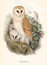 Barn Owls Family On A Branch In The Vegetation. Old Colorful And Detailed Illustration With Isolated Elements Of Barn Owl (Tito Alba). By John Gould Publ. In London 1862 - 1873