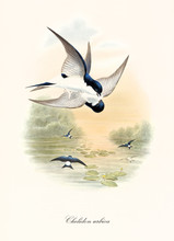 Two Black And White Birds Fighting Up On The Air Over A Pond. Sunset Color Vintage Illustration Of Common House Martin (Delichon Urbicum). By John Gould Publ. In London 1862 - 1873