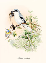 White And Gray Bird Stand On A Branch With A Little Prey In Its Beak. It Has Sticked Its Other Preys On The Thorny Vegetation. Great Grey Shrike (Lanius Excubitor). By John Gould, London 1862 - 1873
