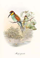 Wall Mural - Couple of colorful birds with a long beak on a branch over a pond. Old detailed and graphicly isolated illustration of European Bee-Eater (Merops apiaster). By John Gould publ. In London 1862 - 1873