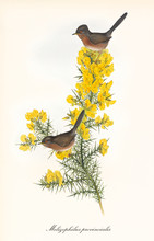 Two Little Brownish Birds On A Single Isolated Branch Rich Of Yellow Flowers. Old Detailed And Colorful Illustration Of Dartford Warbler (Sylvia Undata). By John Gould Publ. In London 1862 - 1873