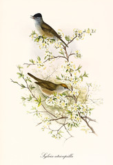 Wall Mural - Two little cute birds posing in profile view on a branch rich of white flowers. Old detailed illustration of Eurasian Blackcap (Sylvia atricapilla). By John Gould publ. In London 1862 - 1873