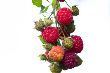 Wall Mural - Some red ripe raspberries hanging at the raspberry bush in the garden in summer