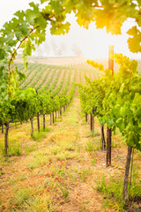 Beautiful Wine Grape Vineyard In The Morning Sun