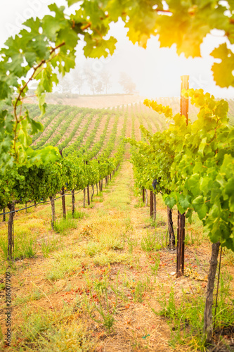 Fotomural Beautiful Wine Grape Vineyard In The Morning Sun