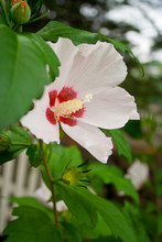 Hibiscus Flower Foliage Plant Floral Pink White Bloom