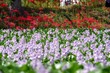 © Masanao - 淡い紫の布袋さん Pale purple pretty Water hyacinth in Nara Japan