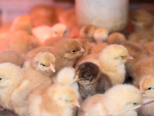 Baby Chicken Chicks Crowded In A Container.