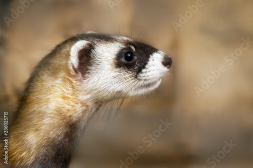 Ferret On Grass Buy This Stock Photo And Explore Similar