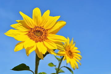 Two bright yellow flower of sunflower on blue background of blue sky