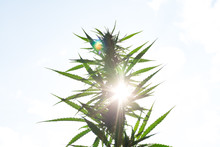 Marijuana Canabis On Field Ganja Farm Sativa Leaf Weed Medical Hemp Hash Plantation Cannabis Legal Or Illegal Drug