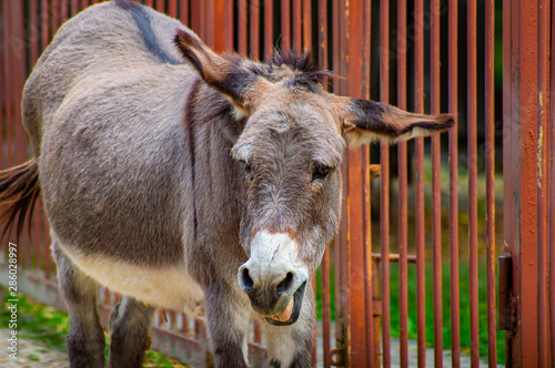 Fotografía Gray donkey in the corral of the zoo.