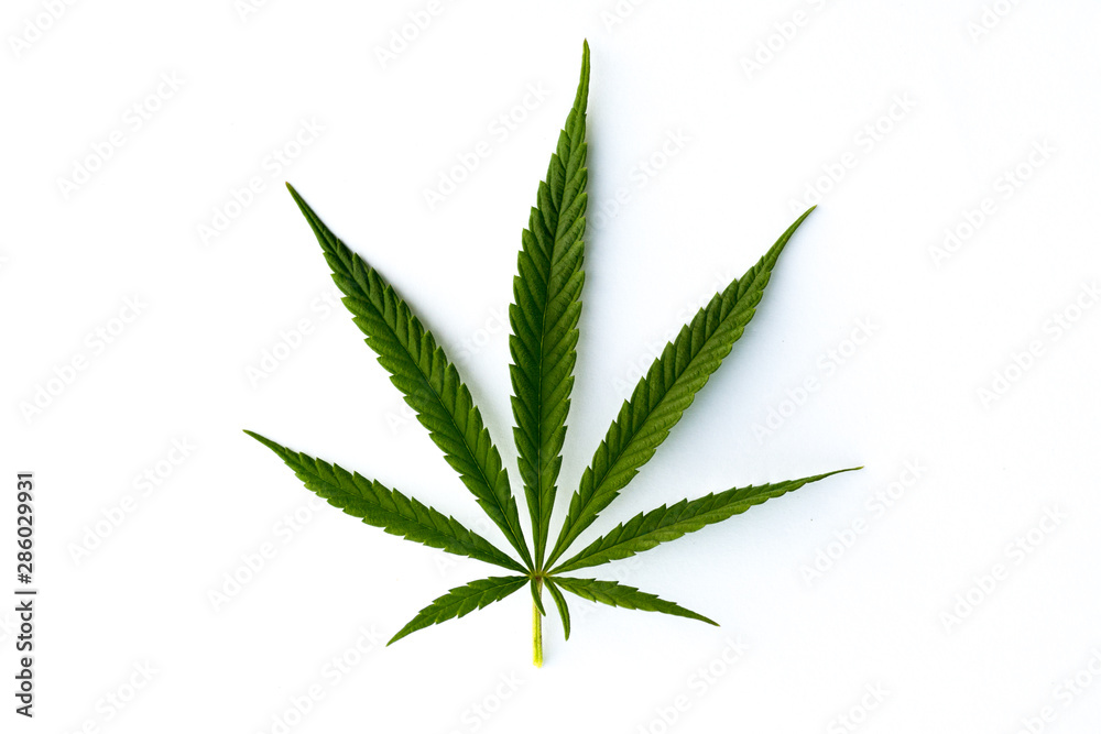 marijuana canabis leaf on field ganja farm sativa leaf weed medical hemp hash plantation cannabis legal or illegal drug leaves - obrazy, fototapety, plakaty 
