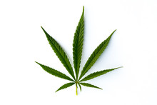 Marijuana Canabis Leaf On Field Ganja Farm Sativa Leaf Weed Medical Hemp Hash Plantation Cannabis Legal Or Illegal Drug Leaves