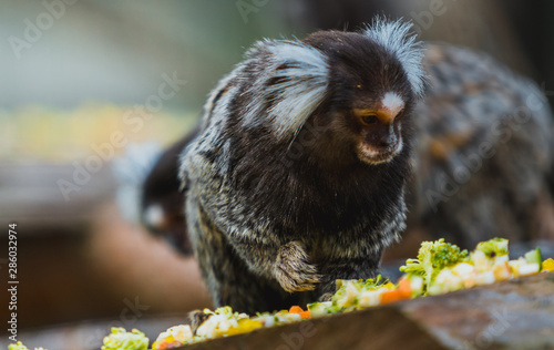 Uistiti Bialoucha Buy This Stock Photo And Explore Similar Images At Adobe Stock Adobe Stock