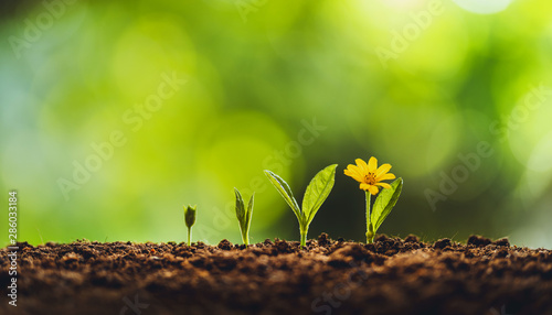 Cuadros en Lienzo Growth tree young plant Natural green background