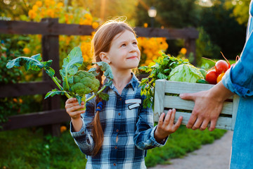 Children little girl holding mom a basket of fresh organic vegetables with the home garden.