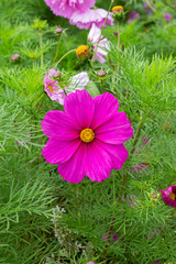 Wall Mural - Bright pink Cosmos bipinnatus flower in nature. Flower decorative garden, vertical cosmea pink magenta