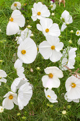 Wall Mural - Many cosmos bipinnatus flowers in a decorative garden. White cosmea flower, tender petals
