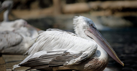 Wall Mural - pelican