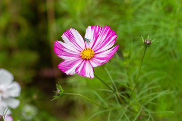 Wall Mural - Striped white pink Cosmeus flower close-up. Little green fly on a flower